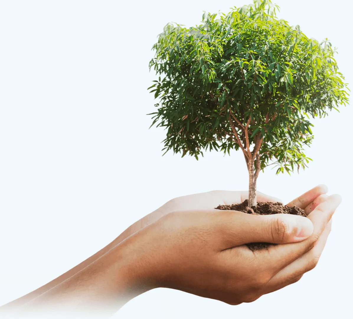 Hand holding a seedling